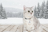 Cat wearing a collar with a 'Kitty' tag on a white background