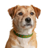 Halloween Pumpkin Face Clip-On Pet Collar — Green Adjustable Dog Collar