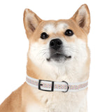Pet Collar - Colorful Paw Prints Dog Collar