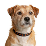 Halloween Pumpkin Face Clip-on Pet Collar