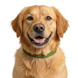 Halloween Pumpkin Face Clip-On Pet Collar — Green Adjustable Dog Collar