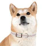 Pet Collar - Colorful Paw Prints Dog Collar