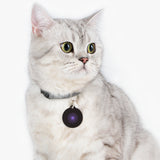 Purple Star Pet ID Tag — Personalized Dog & Cat Name Tag