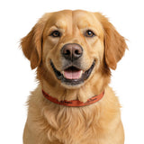 Spooky Season Clip-On Pet Collar — Orange Halloween Dog Collar