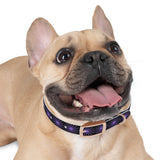 Purple Star Dog Collar — Adjustable Pet Collar with Star Pattern