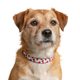 Cherry Print Clip-On Pet Collar — Cute Red Cherry Dog Collar