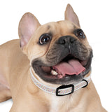 Pet Collar - Colorful Paw Prints Dog Collar