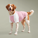 Pet Raglan T-shirt
