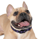 Black and purple star dog collar