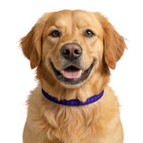 Purple Starburst Clip-On Pet Collar — Adjustable Decorative Dog Collar