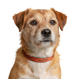 Spooky Season Clip-On Pet Collar — Orange Halloween Dog Collar