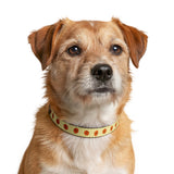 Halloween Pumpkin Face Clip-On Pet Collar