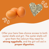 Chicken Oyster Shell Feeder and Grit Feeder Combo