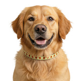 Halloween Pumpkin Face Clip-On Pet Collar