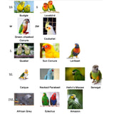 Cute Bird Costume for Christmas Halloween, Parrot Cloak Cosplay Photo Prop, Bird Cape, Bird Clothes for Budgerigar, Parakeet, Conure, Cockatiel, Mynah, Love Birds, Finches (XS)