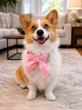 Dog Bow Collar 2 Pack – Soft Adjustable Puppy Collars with Removable Bell, Pink & White Cute Dog Collar for Small Medium Dogs, Boutique Pet Accessory for Daily Wear, Photos & Parties