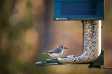 FeatherSnap Smart Bird Feeder: AI Bird ID, Solar Power, Wi-Fi Connectivity, Sends HD Pictures and Videos to Your Phone, Two Seed Bins, Multiple Mounting Options - Best Smart Bird Feeder