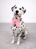 Dog Bow Collar 2 Pack – Soft Adjustable Puppy Collars with Removable Bell, Pink & White Cute Dog Collar for Small Medium Dogs, Boutique Pet Accessory for Daily Wear, Photos & Parties