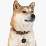 Purple Star Pet ID Tag — Personalized Dog & Cat Name Tag