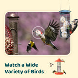 NETVUE by Birdfy Upgraded Smart Bird Feeder Camera, Solar Powered, Auto Bird Video Capture, Instant Notifications, AI Identify 6000+ Species