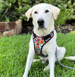 Lucky Love Dog Bundle - Large No Pull Dog Harness & Adjustable Collar, in Stylish Ladybird Pattern, Durable & Comfortable for Pet Dogs, Suitable for Puppies & Adult Dogs