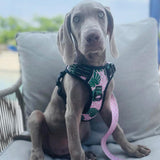 Lucky Love Dog Bundle - Small No Pull Dog Harness & Adjustable Collar, in Stylish Laguna Pattern, Durable & Comfortable for Pet Dogs, Suitable for Puppies & Adult Dogs