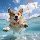 5FT Nylon Waterproof Dog Leash, Durable Strong Odor-Proof Dog Leashes with Zinc Alloy Clip, Walking, Beach, Yard, Swimming, Training Leash for Small, Medium & Large Dogs Blue