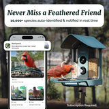 Beako™ Smart Bird Feeder with 4K Camera Solar Powered for Outdoors - UHD Live Stream for Birdwatching, AI Identification 10,000+ Bird Species, Real-Time Motion Detection, Ideal Gift for BirdLovers