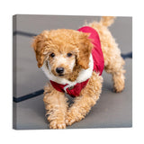 Personalized Custom Canvas Photo Prints - Canvas Prints With Your Photos Pictures On Canvas Wall Art for Home Decor, Bedroom, Living Room, Wedding Baby Pet Family Gifts (12L" x 12W")
