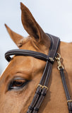LeMieux Kudos Work Bridle - Brown - Full