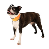 CoolerDog Hi-Vis Cooling Dog Collar Replacement Ice Strips – Re-Freezable Flexible Ice Pack Inserts for Heat Relief (6 Pack)