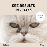 Eye Envy Cat Tear Stain Remover Starter Kit with ProPowder Brush. Stain Solution, Applicator Pads, Stain Powder, and Small Applicator Brush. Tear Stain Treatment Kit. Lasts 30-45 Days. Made in USA.