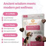 Ayourpets Dog Digestive Chews for Diarrhea, Loose Stool & Sensitive Stomachs – Ayurvedic Herbal Gut Support with Ginger, Fennel & Turmeric – Pork Flavor – 90 Count