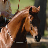 Parelli Mini Carrot Stick & 4-Foot Savvy String Set | Equestrian Horse Riding & Training Longe 3-Foot No-Flex Shaft Orange Stick Not a Whip with Versatile White String Included