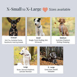 Lucky Love Dog Bundle - Large No Pull Dog Harness & Adjustable Collar, in Stylish Ladybird Pattern, Durable & Comfortable for Pet Dogs, Suitable for Puppies & Adult Dogs