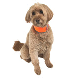 CoolerDog Hi-Vis Cooling Dog Collar for Medium Dogs – Reflective Re-Freezable Ice Collar for Hot Weather & Heat Relief (Orange, Medium)