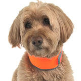 CoolerDog Hi-Vis Cooling Dog Collar for Medium Dogs – Reflective Re-Freezable Ice Collar for Hot Weather & Heat Relief (Orange, Medium)