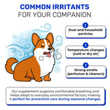 Dry & Wet Kennel Cough Medicine for Dogs and Cats: Effective Supplement for Sneezing, Allergies, and Runny Nose – Lickable Dog Cough Medicine for Breathing Care – 10 Sticks x 5 g