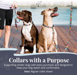 Lucky Love Dog Martingale Collar, Leash & Waste Bag Holder Floral Set - No-Buckle Collar for Training & Walking, Durable & Soft Webbing Leash, Cute Dog Poop Bag Holder - Blackbird, Small