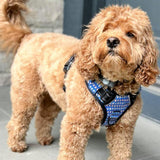 Lucky Love Dog Bundle - XS No Pull Dog Harness & Small Adjustable Collar, in Stylish Murphy Pattern, Durable & Comfortable for Pet Dogs, Suitable for Puppies & Adult Dogs