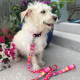 Lucky Love Dog Bundle - Small No Pull Dog Harness & Adjustable Collar, in Stylish Molly Pattern, Durable & Comfortable for Pet Dogs, Suitable for Puppies & Adult Dogs