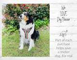 Lucky Love Dog Bundle - Large No Pull Dog Harness & Adjustable Collar, in Stylish Ladybird Pattern, Durable & Comfortable for Pet Dogs, Suitable for Puppies & Adult Dogs