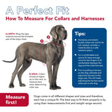 Coastal - Inspire Enhanced Core - Dog Harness, Green, 5/8" x 16"-24"
