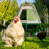 Omlet Portable Chicken Coop Go Up | Easy to Clean and Maintain Plastic Chicken Tractor | Cool in Summer, Warm in Winter Weatherproof Hen House | Green Coop with 6ft Run and Wheels