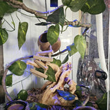 MUYG Crested Gecko Tank Accessories,Gecko Coconut Hut Hideout with Ladder Reptile Hammock Lizards Hanging Plants Flexible Climbing Jungle Vine Leaves Terrarium Decor