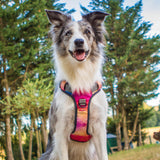 Embark Adventure Dog Harness for Small, Medium & Large Dogs – No Pull, Reflective Trim, Heavy Duty Oxford, 2 Leash Clips, Gel-Lined Handle, Soft Padded