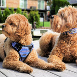 Lucky Love Dog Bundle - XS No Pull Dog Harness & Small Adjustable Collar, in Stylish Murphy Pattern, Durable & Comfortable for Pet Dogs, Suitable for Puppies & Adult Dogs