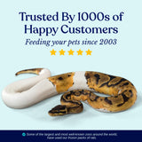 MiceDirect 30 Frozen Large Feeders Snake Food for Adult Red Tail Boas (8-9 in)(5250 Grams Min)