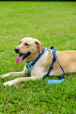 Blue Dog Harness Leash Collar Set, No Pull Reflective Dog Vest Harness with Control Handle, Adjustable Breathable Pet Harness for Small Medium Dogs Walking Training