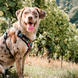 Lucky Love Dog Bundle - XS No Pull Dog Harness & Small Adjustable Collar, in Stylish Blackbird Pattern, Durable & Comfortable for Pet Dogs, Suitable for Puppies & Adult Dogs